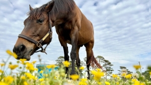 Для лошадей и лебедей «Царского Села» закупят зерна почти на миллион