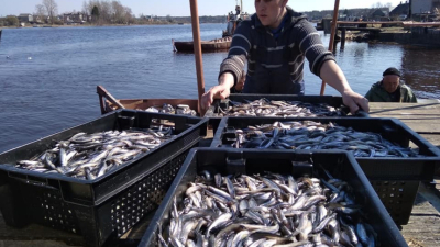 Корюшка пошла! Где в Петербурге купить самую свежую рыбу — карта официальных адресов продажи