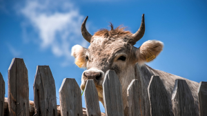 В Петербурге владелец быка выплатит 73 тысячи рублей за оставленные на иномарке следы рогов