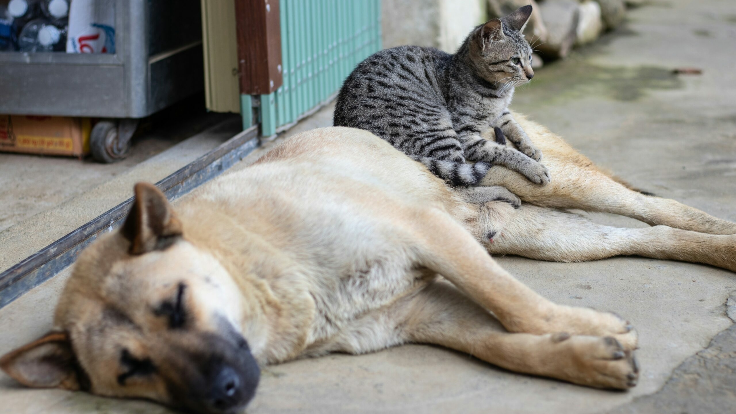Коты, собаки и иногда пакеты: как в Петербурге спасают животных