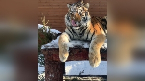 Петербуржцам показали «домашнего котика на подоконнике» – тигра Зевса в снегу