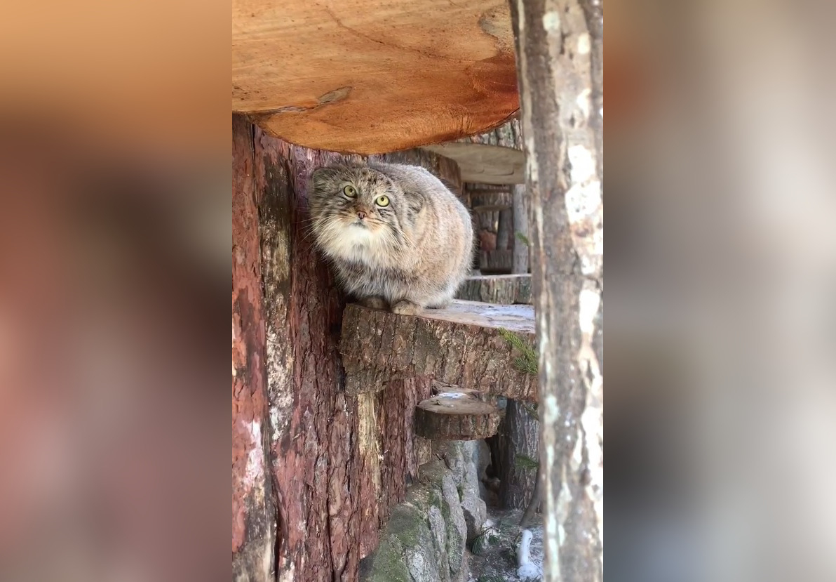 В Лензоопарке отметили День манула. Звездами 