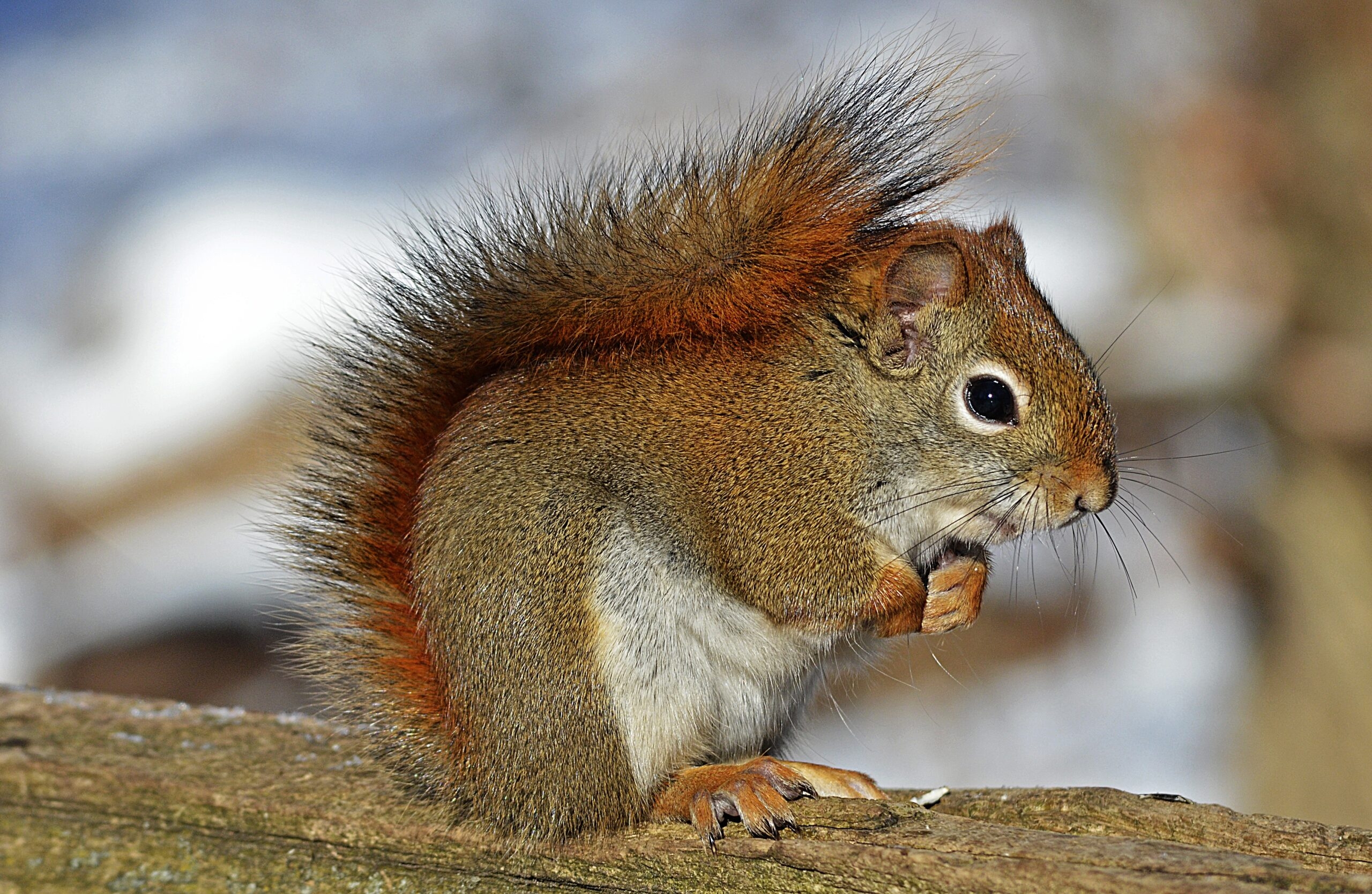 Фото дикой белки. Семейство беличьи (Sciuridae),. Африканская карликовая белка. Красная белка.