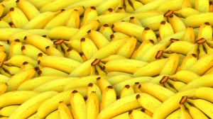 Россельхознадзор обратился к минсельхозу Эквадора из-за обнаружения многоядной мухи в бананах