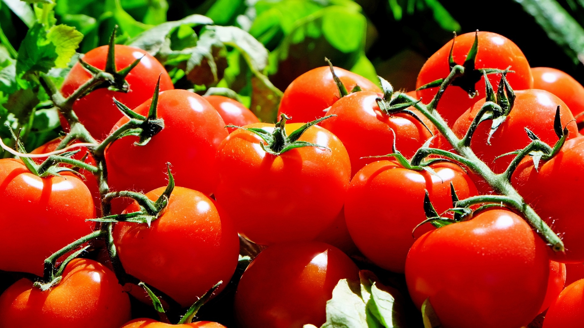 Онколог Смирнова провела анализ и объяснила важность помидоров в рационе