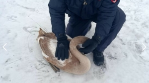 Полицейские Петербурга спасли замерзающего на льду лебедя