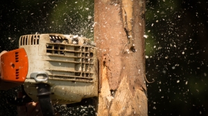 Власти Красногвардейского прокомментировали «варварское уничтожение» деревьев в Заневском парке