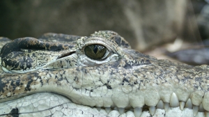 Крокодил чуть не лишил пенсионера ноги во Флориде