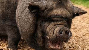 Заработавшая миллион долларов на картинах свинья Пигкассо скончалась в ЮАР