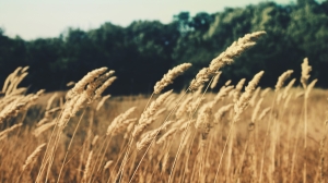 Россия стала ведущим поставщиком пшеницы в Египет