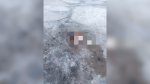 В Ленинградской области нашли труп во льдах на Тайполовском заливе