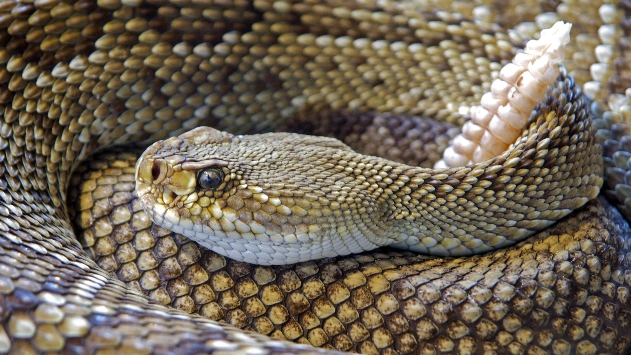 Ученые нашли антитело, способное нейтрализовать смертельный яд змеи