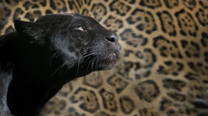 Ленинградский зоопарк показал отдыхающего ягуара Ричарда