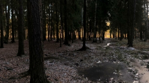 В лесополосе под Петербургом нашли обледеневший труп незнакомки