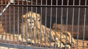 Хищников ликвидируют: в Ленинградском зоопарке рассказали про эвакуацию животных в случае катастрофических ЧС в Петербурге