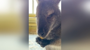 Маленькая кенгуру Гранди из Петербурга погибла при обстреле в зоопарке Белгорода