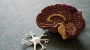 Нейронов больше, чем звезд: ученый Ключарев объяснил уникальность человеческого мозга