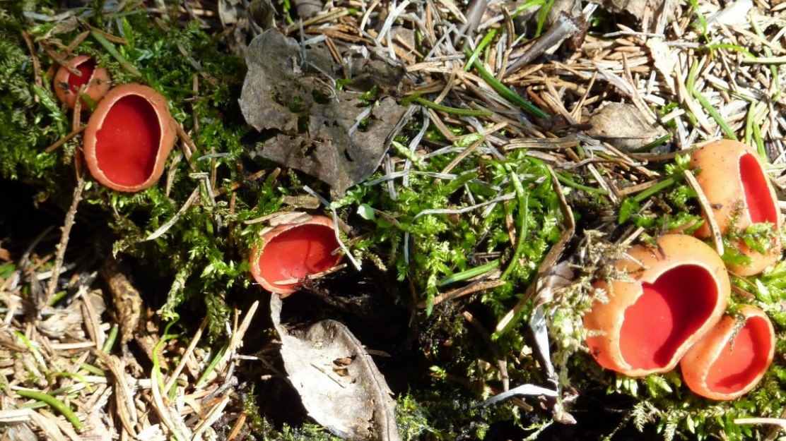 В лесу под Петербургом заметили первые съедобные грибы