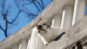 Стало известно, откуда чаще всего спасали котиков в Петербурге
