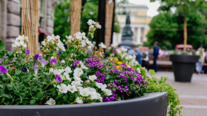 Традиция продолжается: Петербург к 1 Мая вновь украсят цветочными кадками