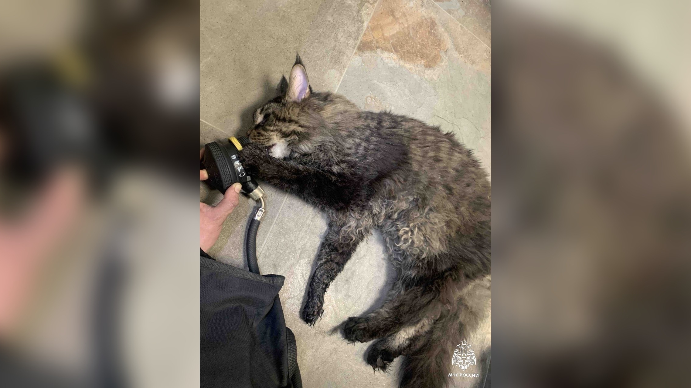В Петербурге огнеборцы спасли из горящей квартиры кота