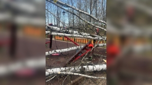 В Красногорске дерево рухнуло на находившуюся на детской площадке девочку