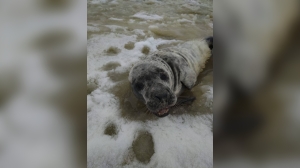 Полицейский спас истощенного тюленя, лежавшего на побережье Финского залива