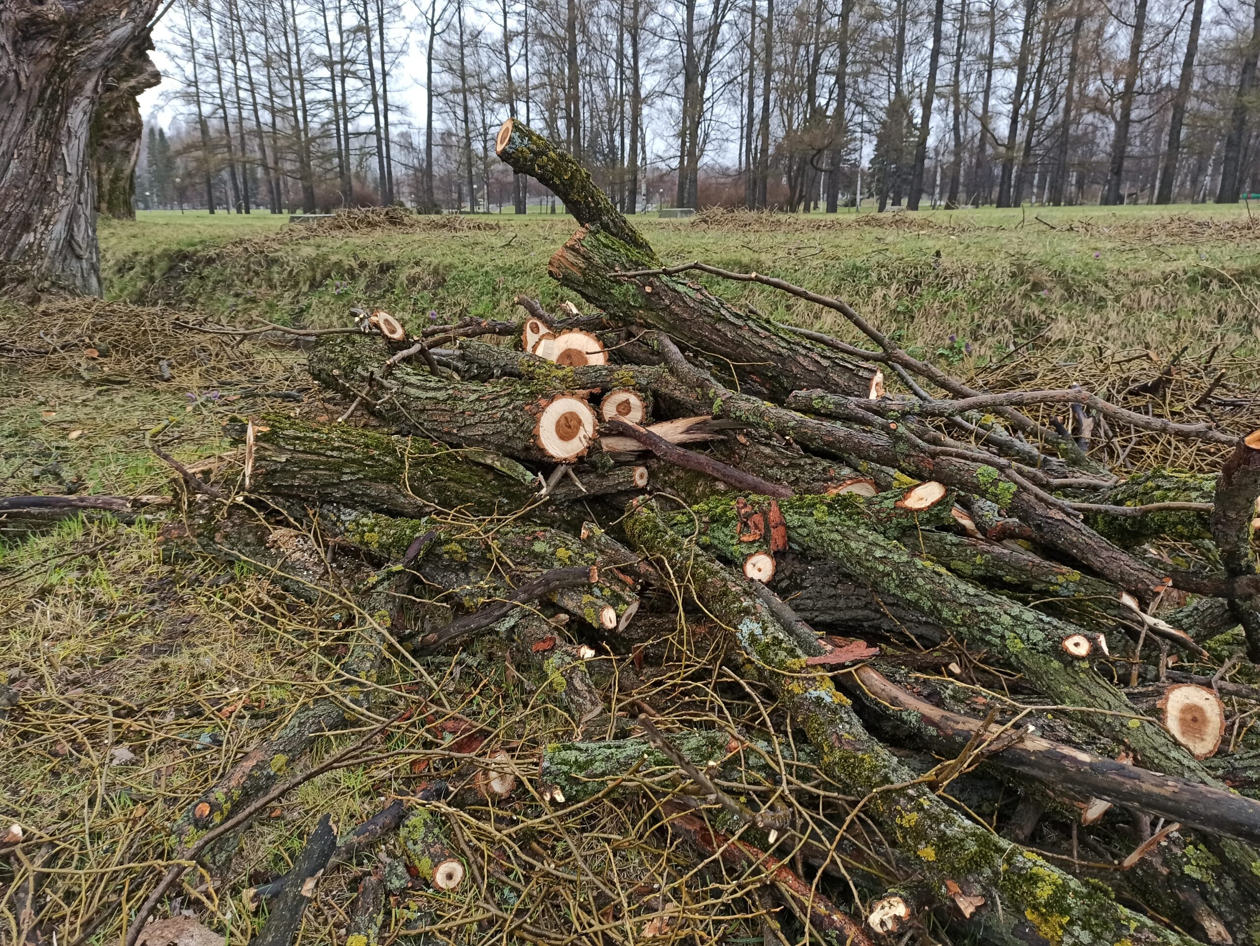 Порно увели парня в лес: видео найдено