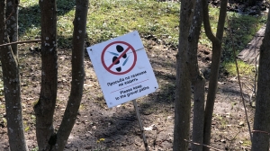 Элитный газон расстелят в трех центральных районах Петербурга