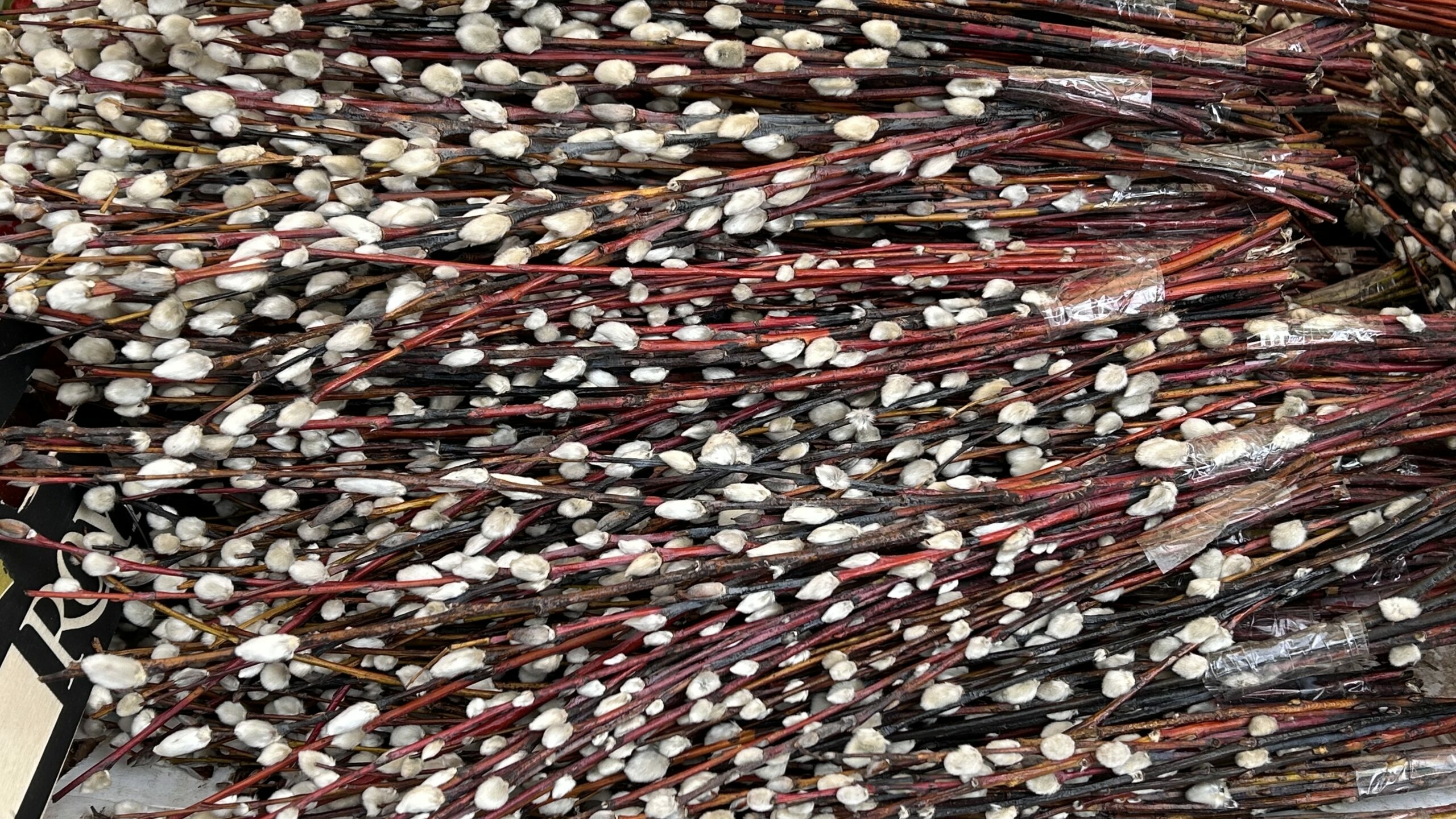 Какого числа Вербное воскресенье в 2026 году в России? Когда освещать вербу и что нельзя делать в этот праздник