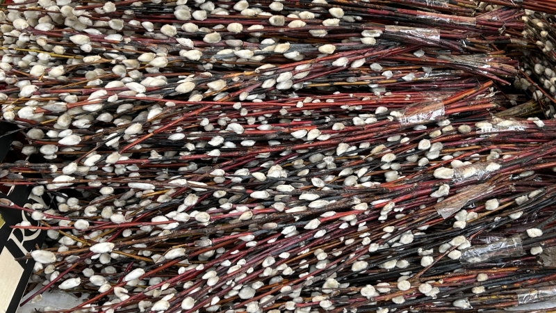 Какого числа Вербное воскресенье в 2026 году в России? Когда освещать вербу и что нельзя делать в этот праздник