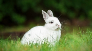 В Петербурге растерзают почти две тысячи живых кроликов