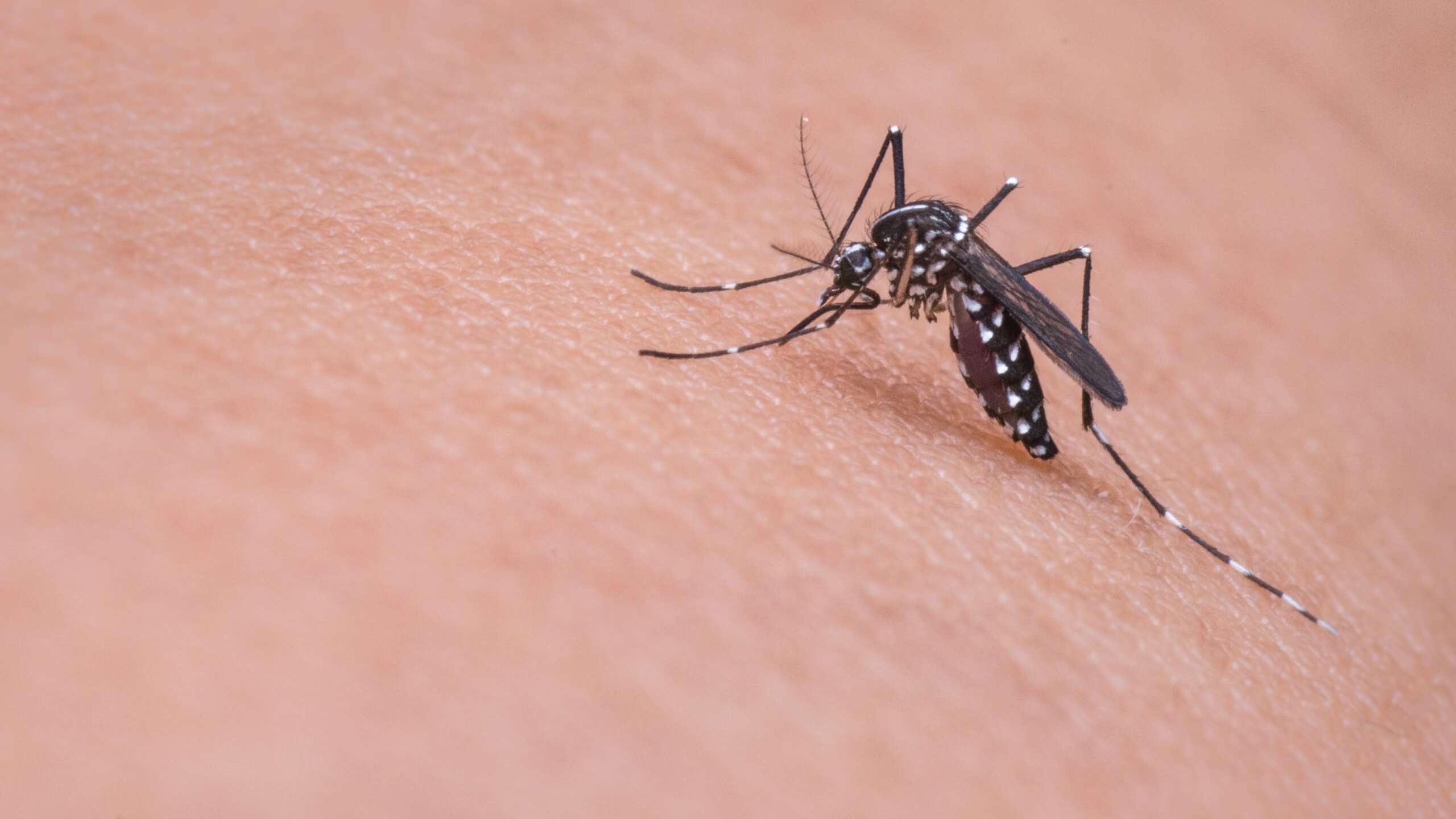 Случаев заболеваний малярией в Петербурге стало больше