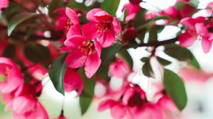 Город на Неве вошел в топ мест, где можно полюбоваться цветением японской сакуры