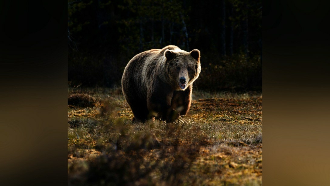 Косолапый автостоп: на Сахалине медведь заинтересовался сломанной машиной с людьми внутри