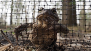 Большая жабья оргия в Петербурге нуждается в поддержке горожан