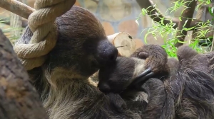 В Ленинградском зоопарке на свет появился малыш двупалых ленивцев