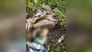 Останки человека нашли в московском лесу