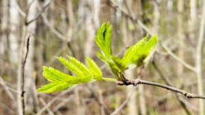 Петербург встретит апрель сухой погодой и +11 градусами