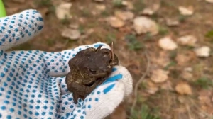 Петербуржцы вынесли серых жаб на путь истинный: к любви и сексу
