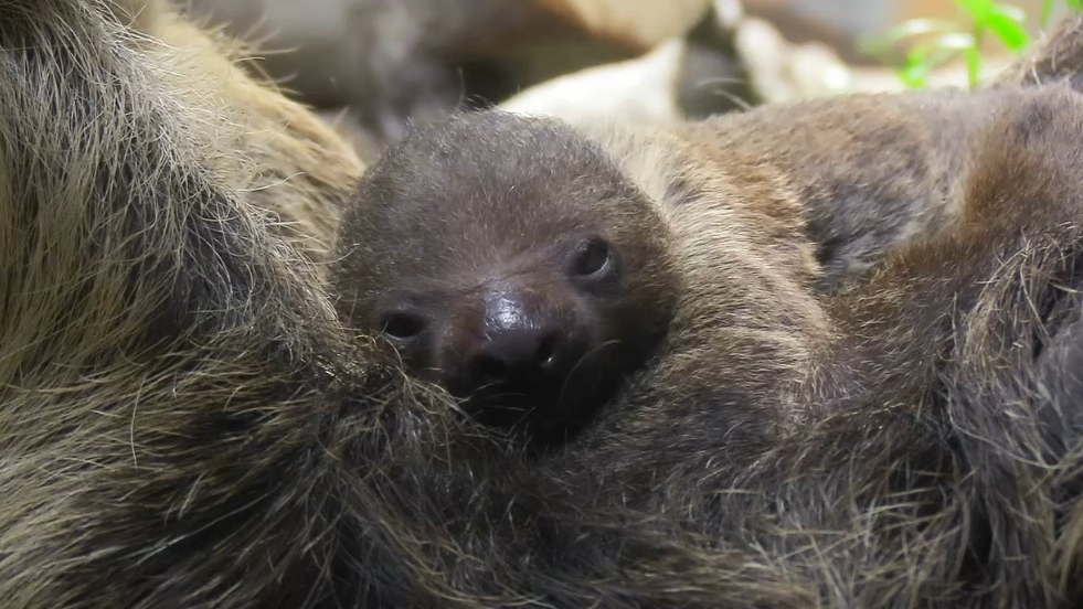 В Лензоопарке самка ленивца «вывела в свет» малыша: на видео у него хороший аппетит