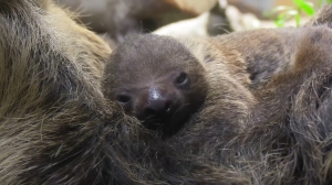 В Лензоопарке самка ленивца «вывела в свет» малыша: на видео у него хороший аппетит