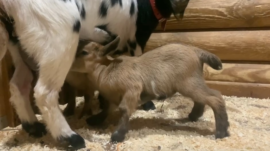 В Лензоопарке пополнение: родились пять крошечных камерунских козлят