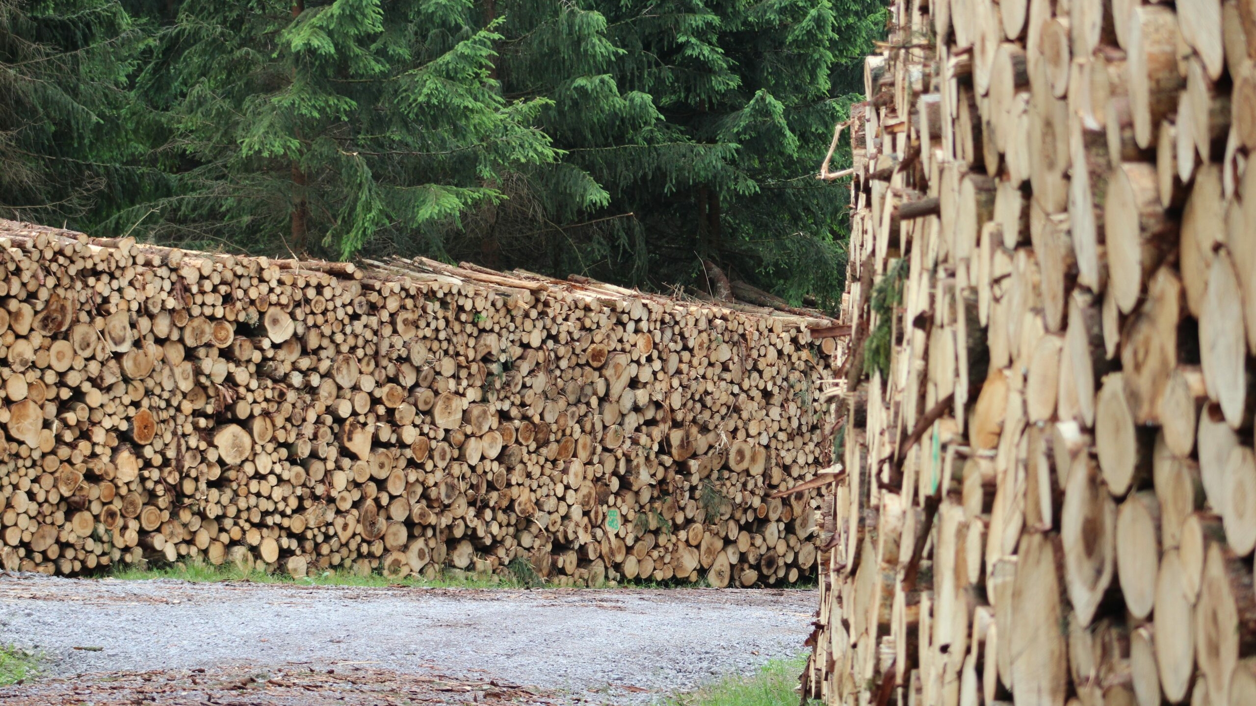 В Коми остановили контрабанду лесных материалов на 55 млн рублей 