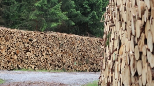 В Коми остановили контрабанду лесных материалов на 55 млн рублей 