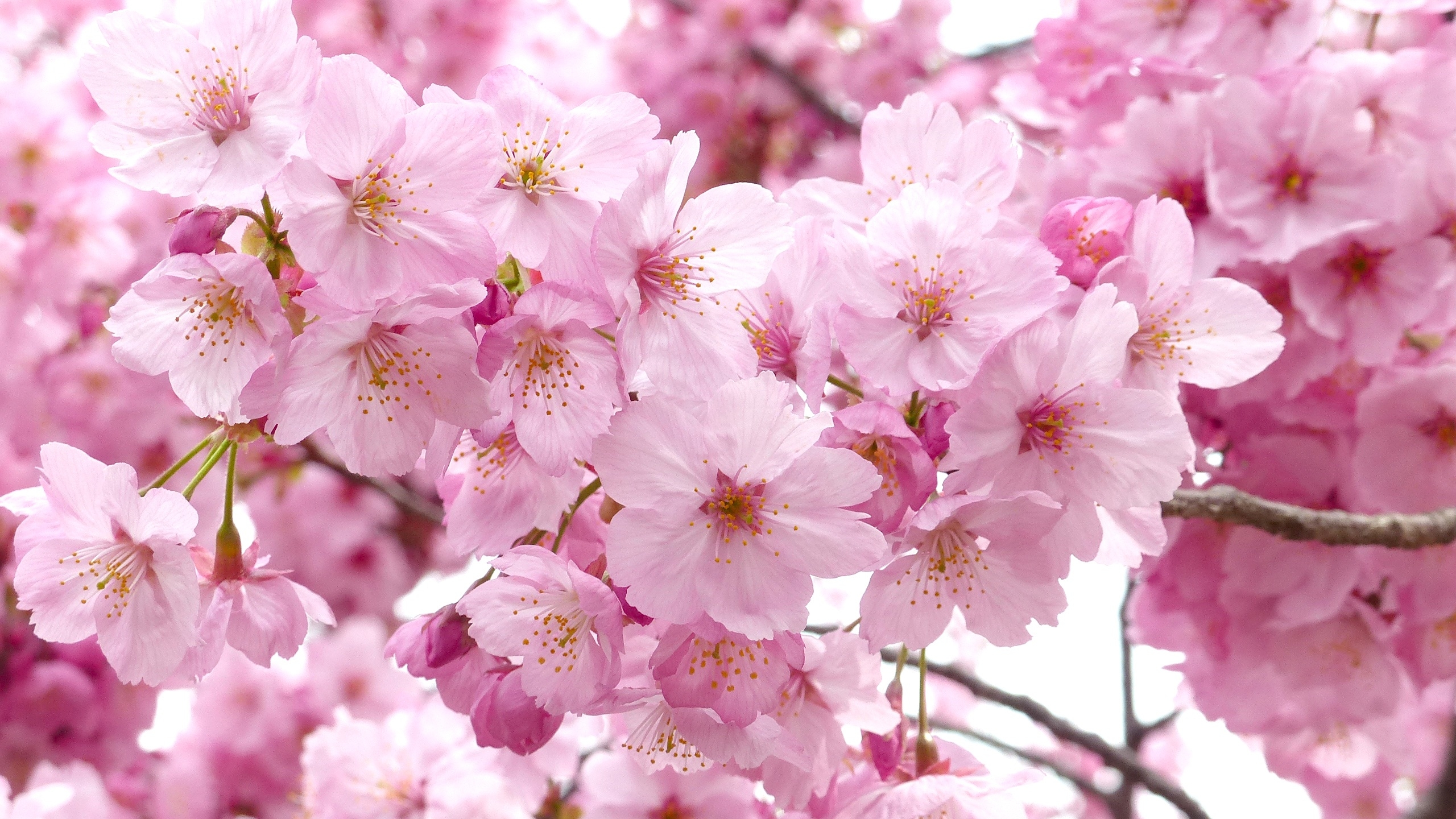 Петербуржцам рассказали, где еще в городе можно увидеть цветущую сакуру