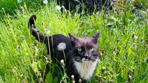 В Забайкалье кошка чуть не погибла в пожаре, который сама и устроила