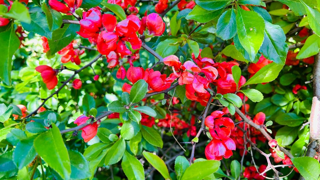 Вазоны и клумбы: Петергоф украсят цветами за 10 млн