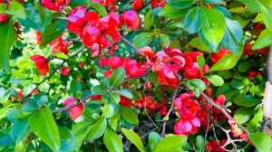 Вазоны и клумбы: Петергоф украсят цветами за 10 млн