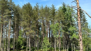 Ленобласть занесли в топ-10 регионов по эффективности ведения лесного хозяйства